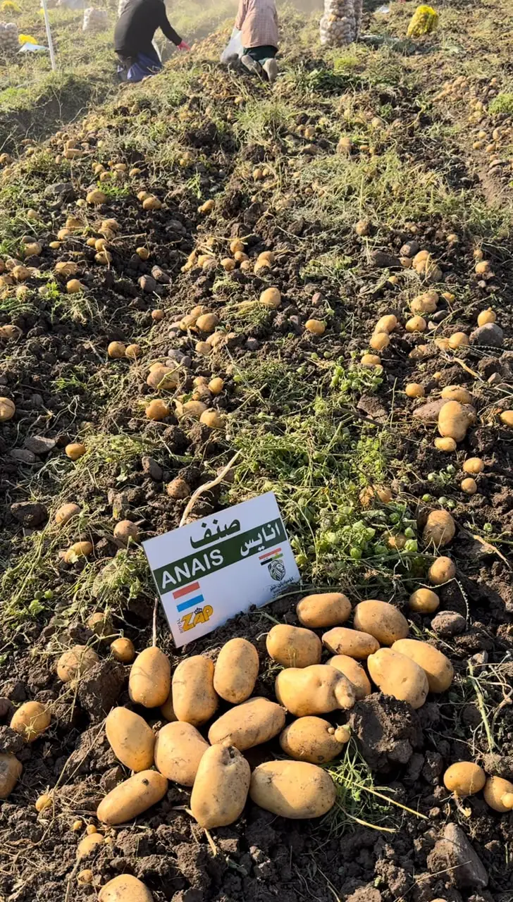 Potatoes at harvest with an ANAIS seed label, SHER Company