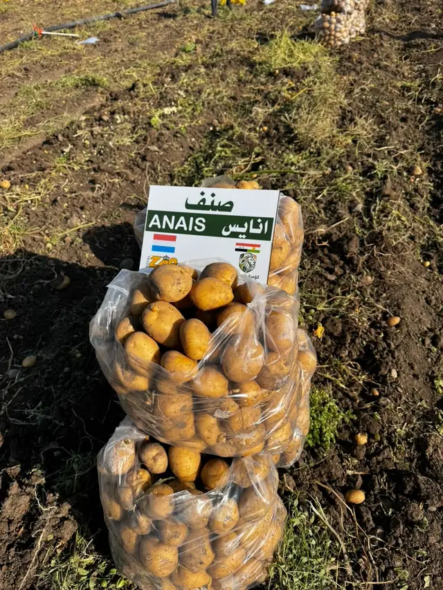 Sacks of ANAIS seed potatoes, SHER Company
