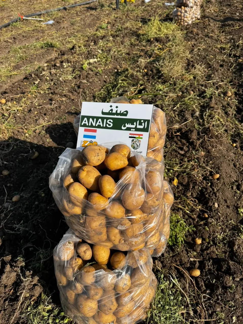 Sacks of ANAIS seed potatoes, SHER Company