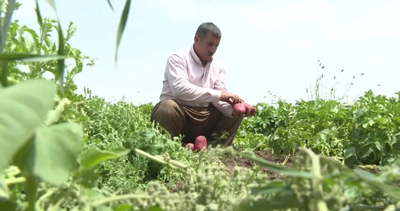Checking red potatoes in the field, SHER Company