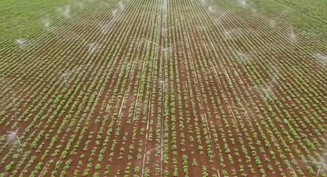Sprinkler irrigation over young potato rows, SHER Company